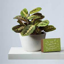 Buy a plant for the garden and plant it in memory of your beloved pet, a great living floral tribute to such a special friend. Sympathy Plants Memorial Trees Plants Com