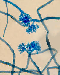 Image result for Cincinnobotrys