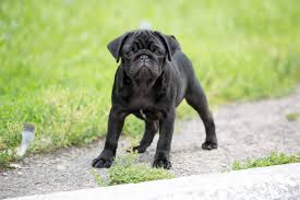 He is full grown, weighing only 6 lbs. Do Pugs Bark 7 Barking Reasons Other Noises They Make