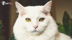 Ruyada Kedi Gormek Ne Anlama Gelir Ruyada Kedi Gormek Ne Demek Kedi Blog