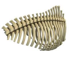 We did not find results for: 3d Model Animal Rib Cage Buy Now 96436655 Pond5