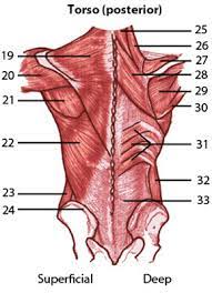 Human anatomy for the artist: Muscles Of The Posterior Torso Quiz By Bethstrellis