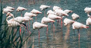 La camargue en provençal s'écrit camargo (graphie mistralienne). Une Journee En Camargue Avec Les Flamants Roses