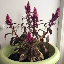 Celosia Spicata Intenz Celosia Intenz Uploaded By Ultrarose2508