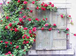 Ultimate Guide To Climbing Plants Greener On The Inside Climbing Flowers Climbing Plants Hanging Plants