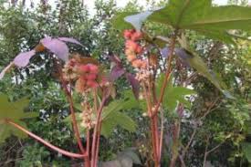 Image result for Ricinus