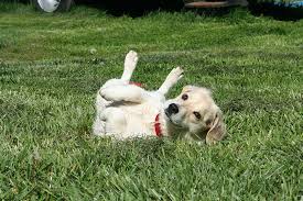 Using elisa for dx of heartworm disease is important for distinguish d. Heartworm 101 For Dogs And Cats Desert Cross Veterinary Hospital