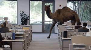Learn how camel humps work and why they're not filled with water. I Just Learned This Is Us Star Chris Sullivan Voiced The Geico Camel And I Can T Stop Smiling