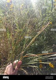 Image result for Elionurus tripsacoides