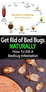 With hot water, and treat bed bug bites before they get infected. Get Rid Of Bed Bugs Naturally Learn The Signs And Steps You Need To Take To Repel Control And Kill Bedbugs How Rid Of Bed Bugs Bed Bugs Bed Bugs Infestation