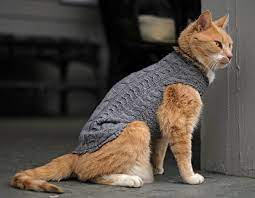 Como Hacer Ropa Para Gatos De Una Forma Muy Facil Tn