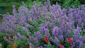 We did not find results for: Flowering Ground Covers Finegardening