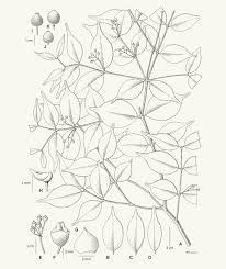 Image result for Memecylon sp. C