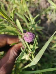 Image result for Sphaeranthus suaveolens