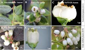 Check spelling or type a new query. Vcft Induced Mobile Florigenic Signals In Transgenic And Transgrafted Blueberries Horticulture Research