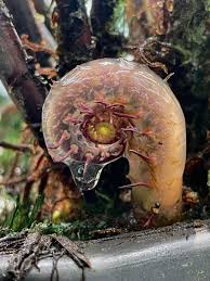 Image result for Pneumatopteris