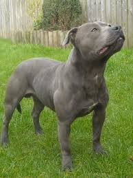 Beautiful Dog Bully Breeds Dogs Staffy Dog Staffordshire Bull Terrier
