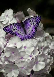 Beautiful Black And Purple Butterfly Purple And Gray With White And Black Butterfly Pictures Flower Aesthetic Beautiful Butterflies