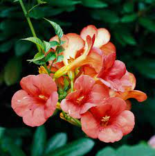 Most are climbing flowering vines, but there are also short and bushy types. The Best Perennial Vines For Your Garden Better Homes Gardens