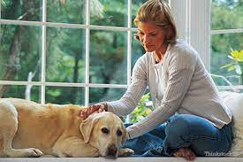 And others will continue to live comfortably for months on end. Multiple Myeloma In Dogs
