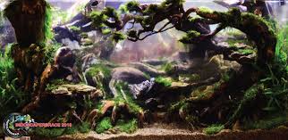 Aquascape with live aquarium plants. Porfolio Contest Aquair Aquascape