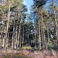 December Friday Walk - Cropton Forest  and event image