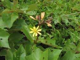 Image result for Clappertonia