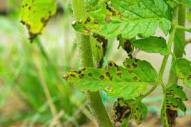 Image result for Septoria leaf spot of tomato