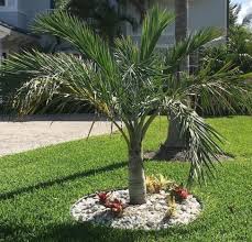 Image result for Pseudophoenix