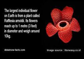 Rafflesia Arnoldii Flower Facts The Largest Flower On Earth Facts Large Flowers Flowers