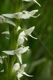 Image result for Habenaria tentaculigera
