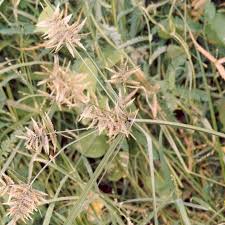 Image result for Pycreus macrostachyus