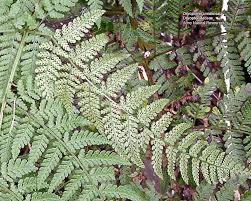 Image result for Dryopteridaceae