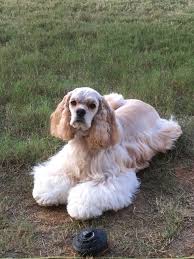 Cocker Spaniel Goruntuler Ile
