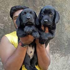 Labrador dog price in india mumbai ·. Black Labrador Puppies For Sale In Mumbai Petbutty
