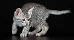 Egyptian Mau Breeder & Kittens for Sale from Belle Hollow ...