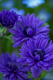 Blue Suns Planting Flowers Beautiful Flowers Purple Flowers