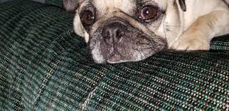 My Dog Has A Brown Spot On The White Part Of Her Eyes And I Ve Noticed Its Expanded Over The Past Few Years And I See A Brown Cloud On Petcoach