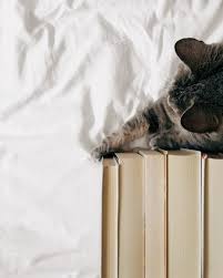 Pinterest Lifeingray Book Photography Book Letters I Love Cats