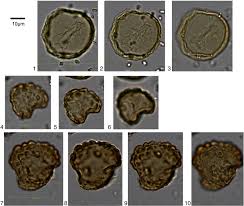 Image result for Artabotrys likimensis