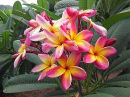 Pin On Plumeria Varieties And Their Care And Propagation