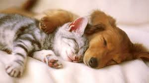 Kediler Ve Kopekler Arkadas Olur Mu Cute Kittens Cok Sirin Hayvanlar Kediler Ve Yavrulari