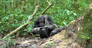 Image result for Thomandersia hensii