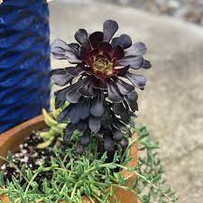 Some varieties can grow to the size of a dinner plate and their pearlescent tones make them stunning focal points for potted arrangements, rock gardens, favors, décor, and much more. Top 20 Most Beautiful Purple Succulents In The World Succulents Network