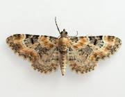 Image result for Eupithecia pulchellata