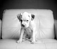 I grew up raising boxer puppies and with the purchase of our mini farm we decided to raise a litter of puppies. Irish Pride Boxers Boxer Puppies White Boxer Puppies White Boxer Puppies Cute Boxer Puppies Boxer Puppies