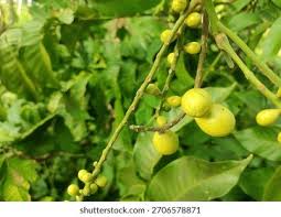 Image result for Aphanamixis polystachya