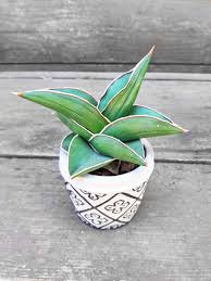 Sansevieria Samurai Rare Live Snake Plant Sansevieria Ehrenbergii Samurai Tribal Patterned Cement Pot Snakep Sansevieria Plant Sansevieria Snake Plant