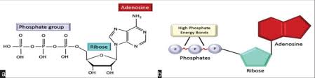 Cbssports.com provides all tennis rankings and standings. A Chemical Structure Of Adenosine Triphosphate Atp B The Atp Download Scientific Diagram