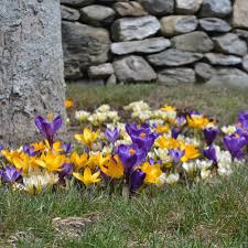 Found On Bing From Www Whiteflowerfarm Com White Flower Farm Crocus Flower Crocus Bulbs